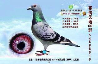 赛鸽天地视频,揭秘赛鸽竞技的魅力瞬间