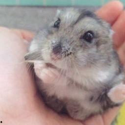 仓鼠萌视频,可爱瞬间，萌化你的心