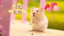 仓鼠萌视频,可爱瞬间,萌化你的心
