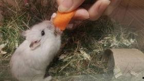 仓鼠萌视频,可爱瞬间,萌化你的心