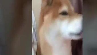 狗狗打针视频搞笑,萌态百出,笑料连连!