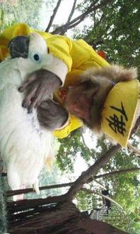 搞笑视频搜狐,笑点满满，欢乐无限！