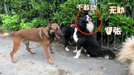德牧犬打架视频,力量与勇气的对决