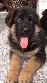 德牧犬打架视频,力量与勇气的对决