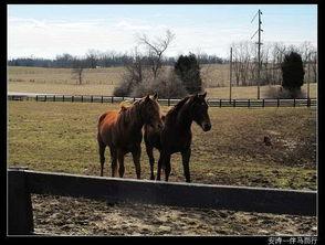 马匹窝在线视频