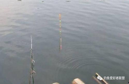 野钓调漂视频,视频教程深度解读