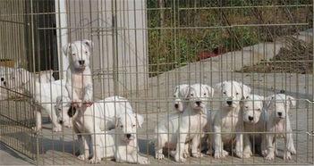 杜高犬的视频,勇敢无畏的守护者风采展示