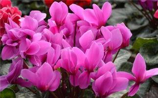 仙客来种植视频,从播种到开花，视频教学带你轻松入门